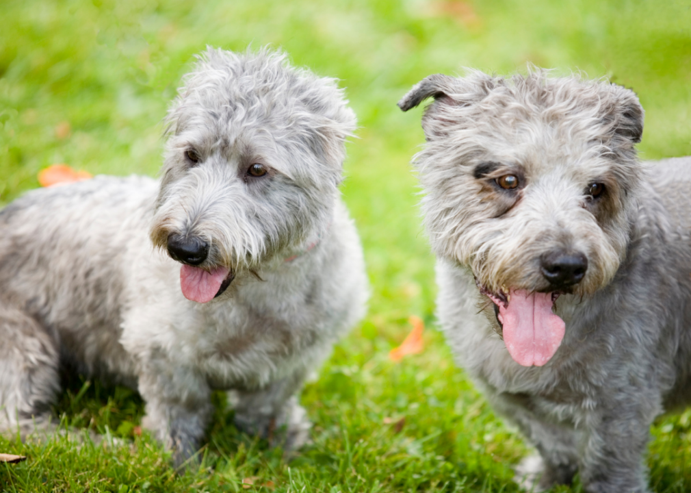 #27. Glen of Imaal terrier